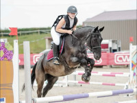 Vente de cheval : AGRI (surnomm� Amaro)